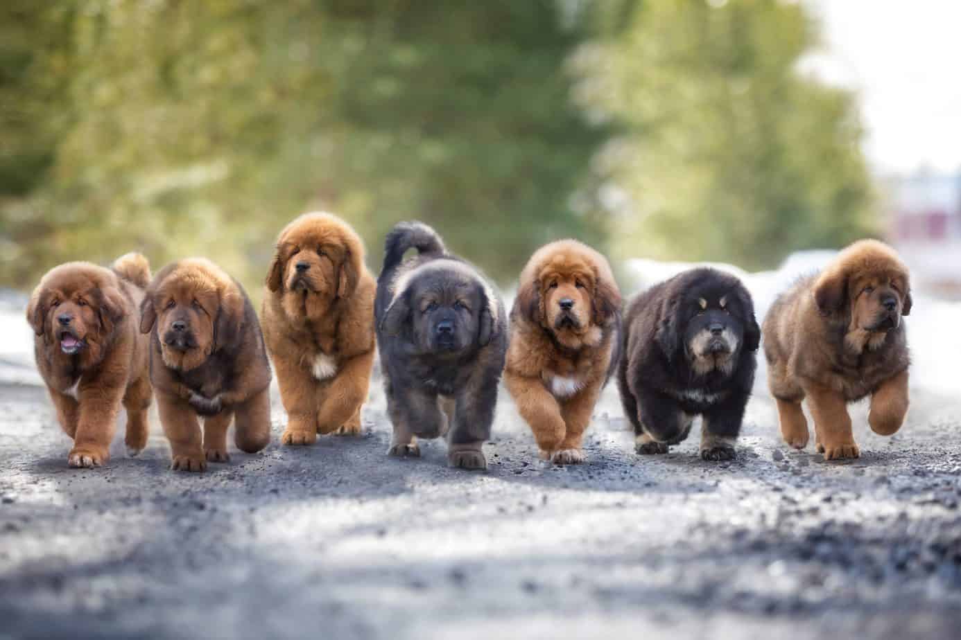 Seven tibetan mastiff puppies running on the road