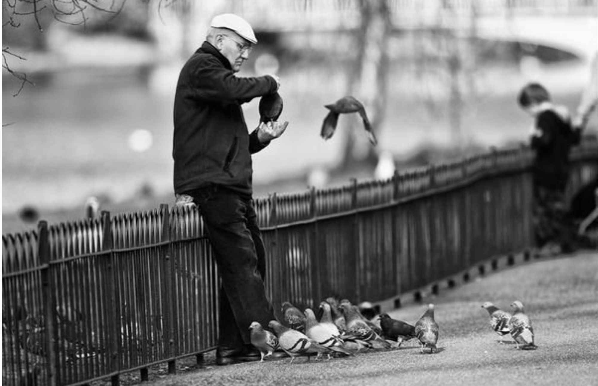 A man and the pigeons on the street