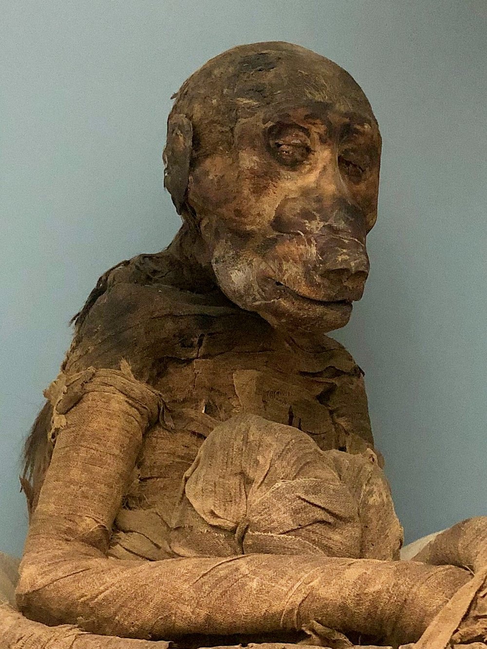 A side view of a mummified baboon