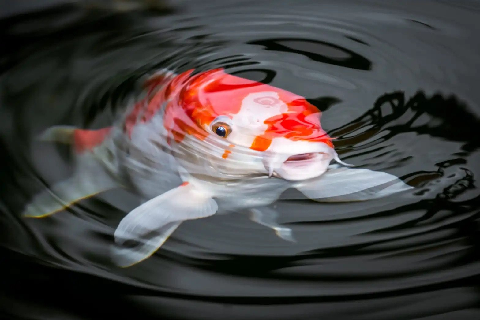 A close up shot of koi fish in pond