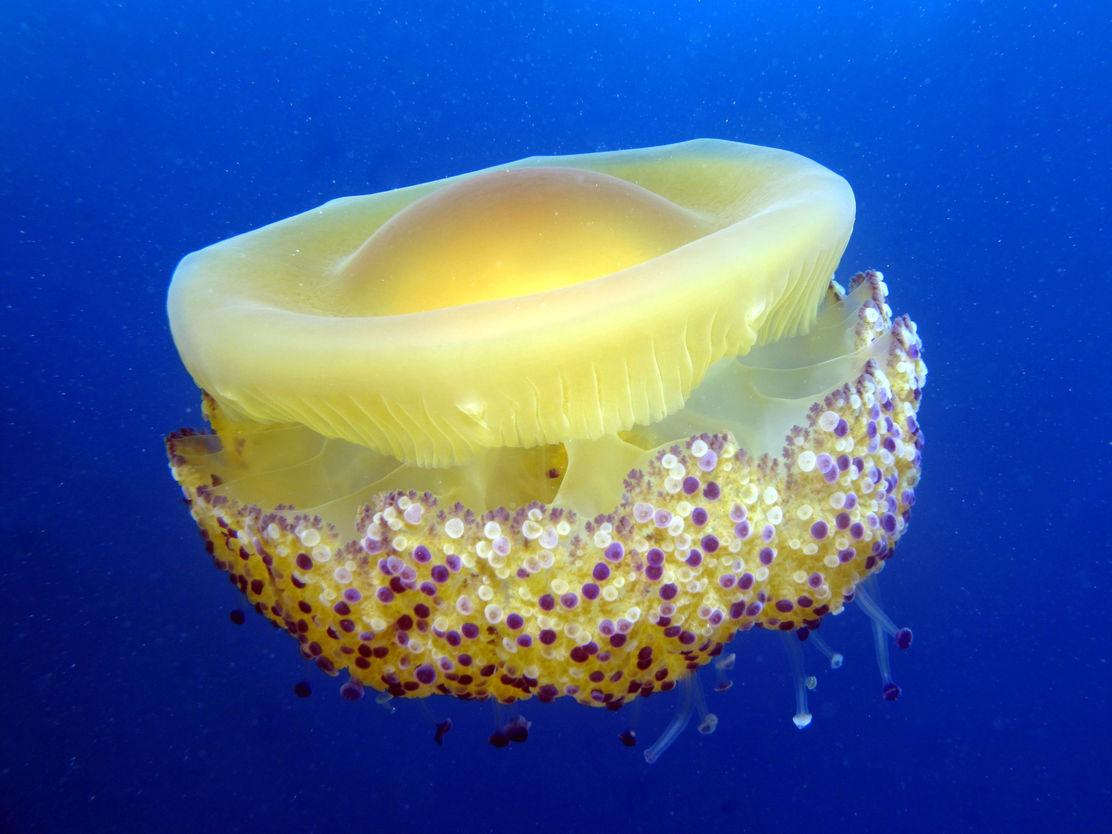 A close up shot of a fried egg jellyfish in the sea