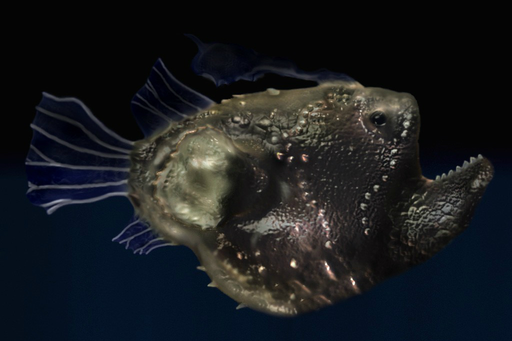 A close up shot of atlantic football fish in the deep sea
