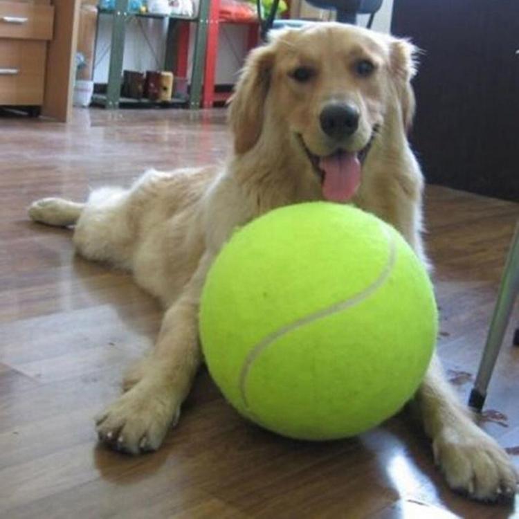 A skin-colored hairy dog with a giant tennis all on a wooden floor