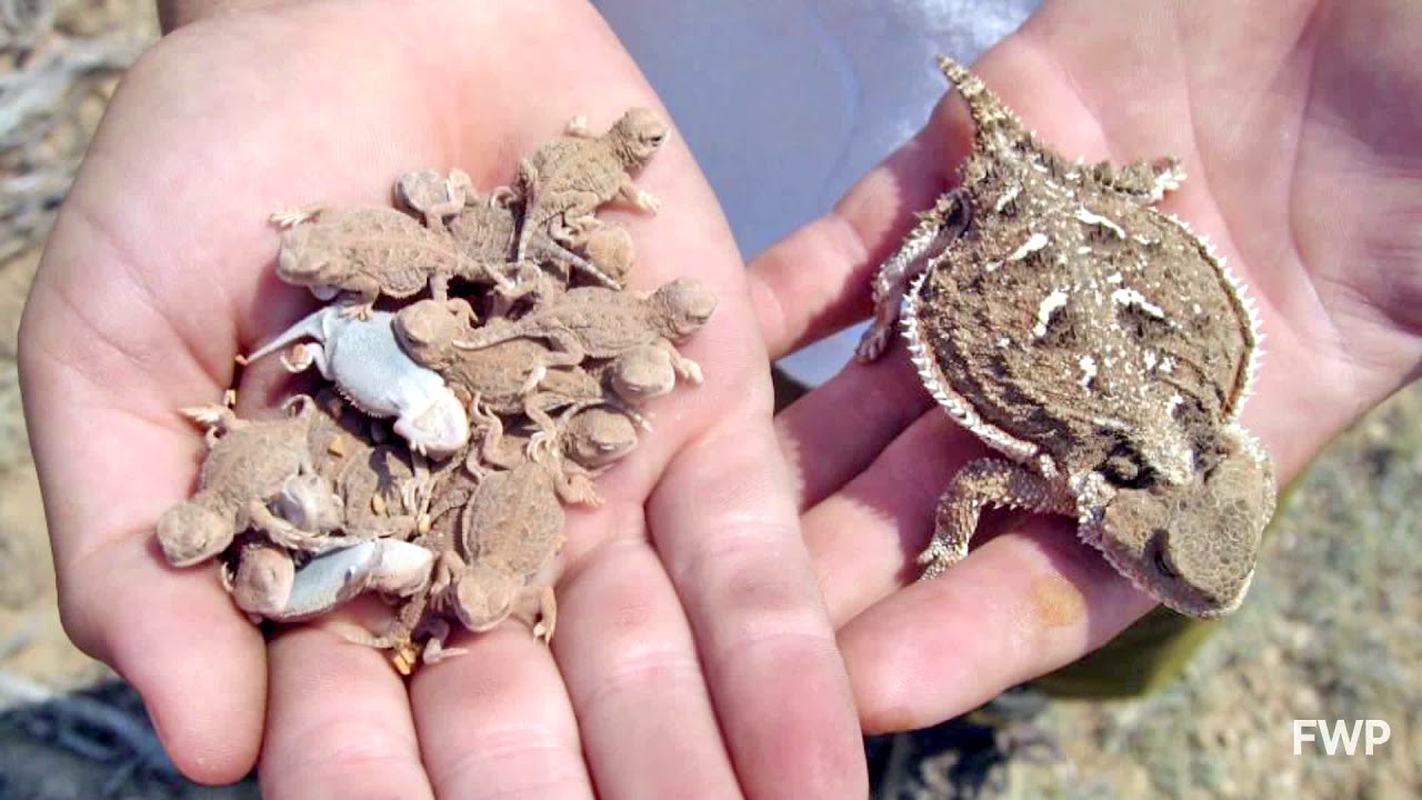 A man holding babies of Greater short-horned lizard in one hand and adult one in the other hand