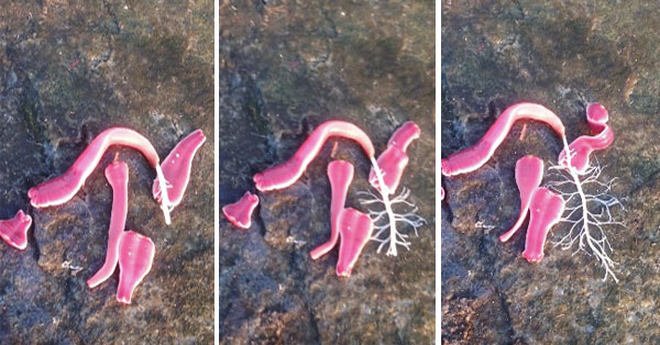 Ribbon Worms - A Creepy Creature That Gives You Nightmare Fuel