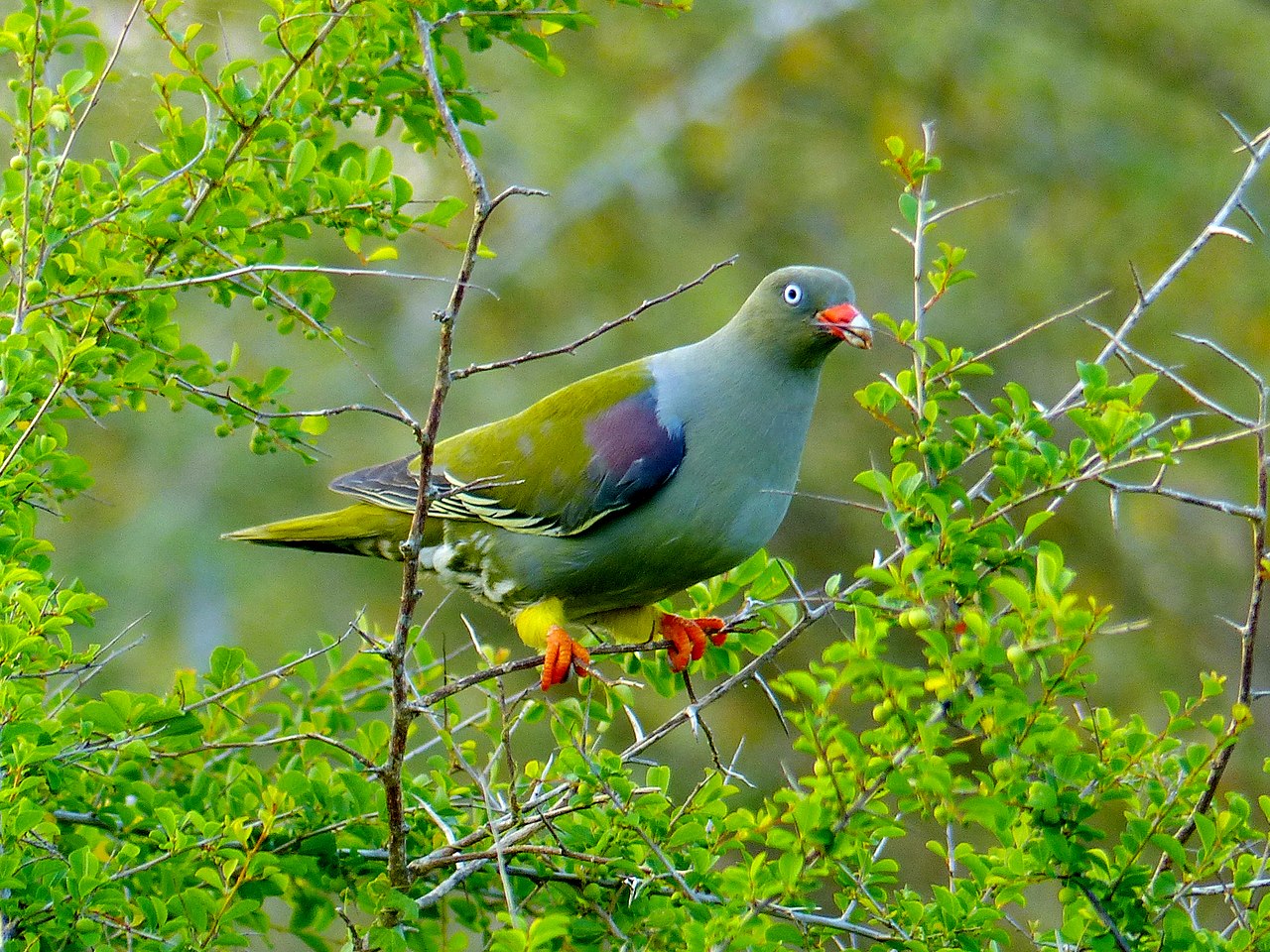 African Green-Pigeon wings are maroon with its red foot and a red beak with a white tip and have grayish-green to yellowish-green upperparts