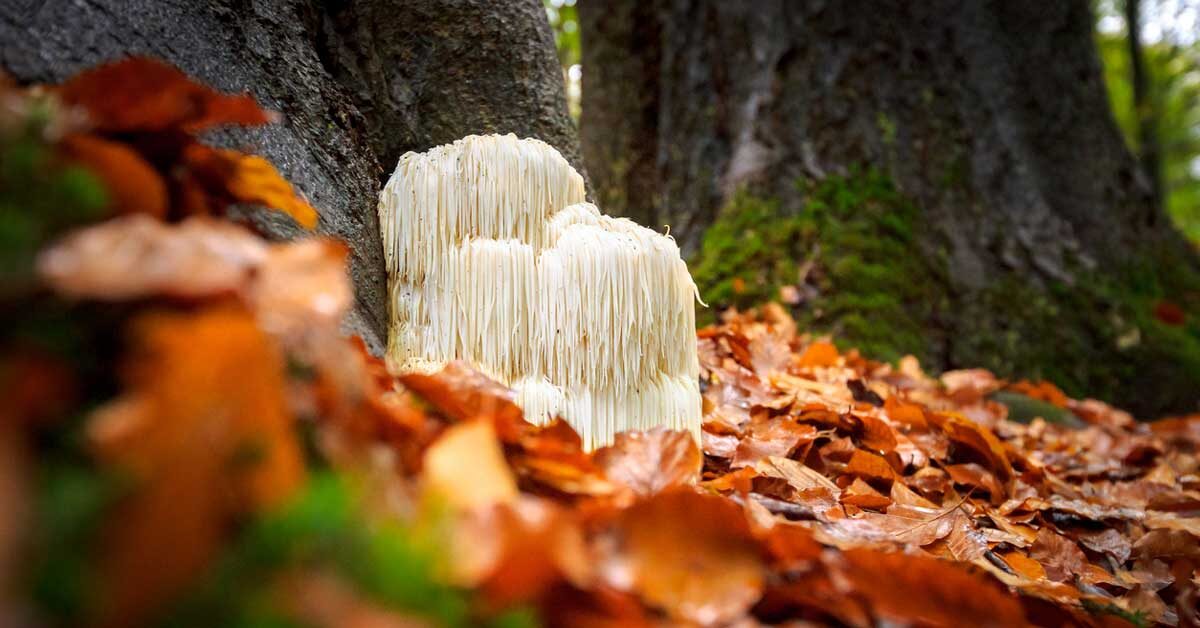 This Lion's Mane Mushroom Can Camouflage Enough To Take It As An Actual Lion' Mane