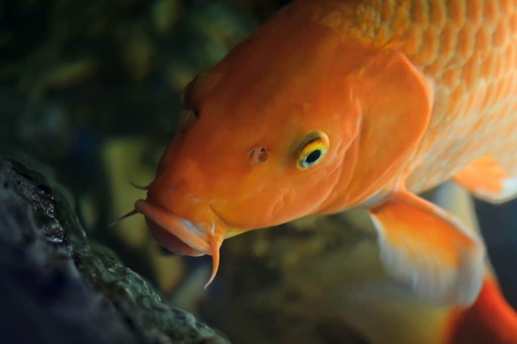 Koi Hanako - A Japanese Koi Fish That Lived 226 Years
