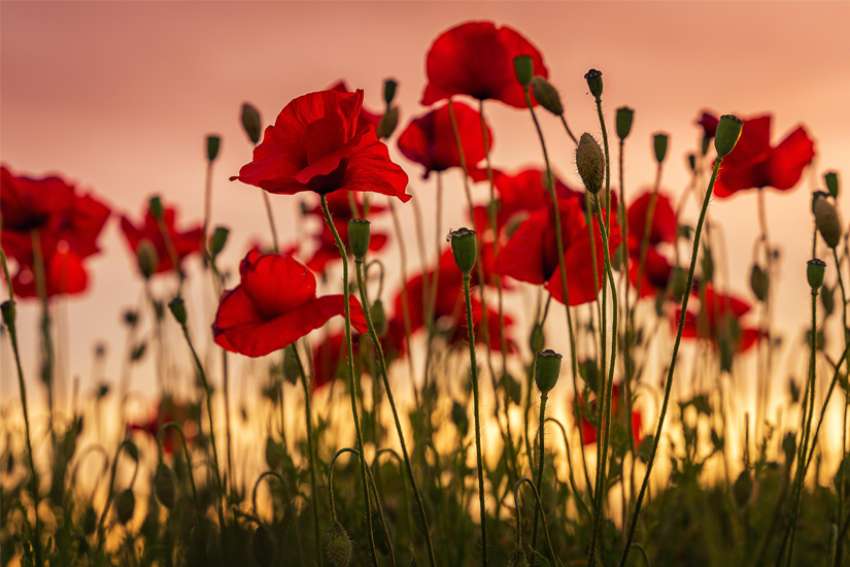 Here's What The Four Different Coloured Poppies Represent