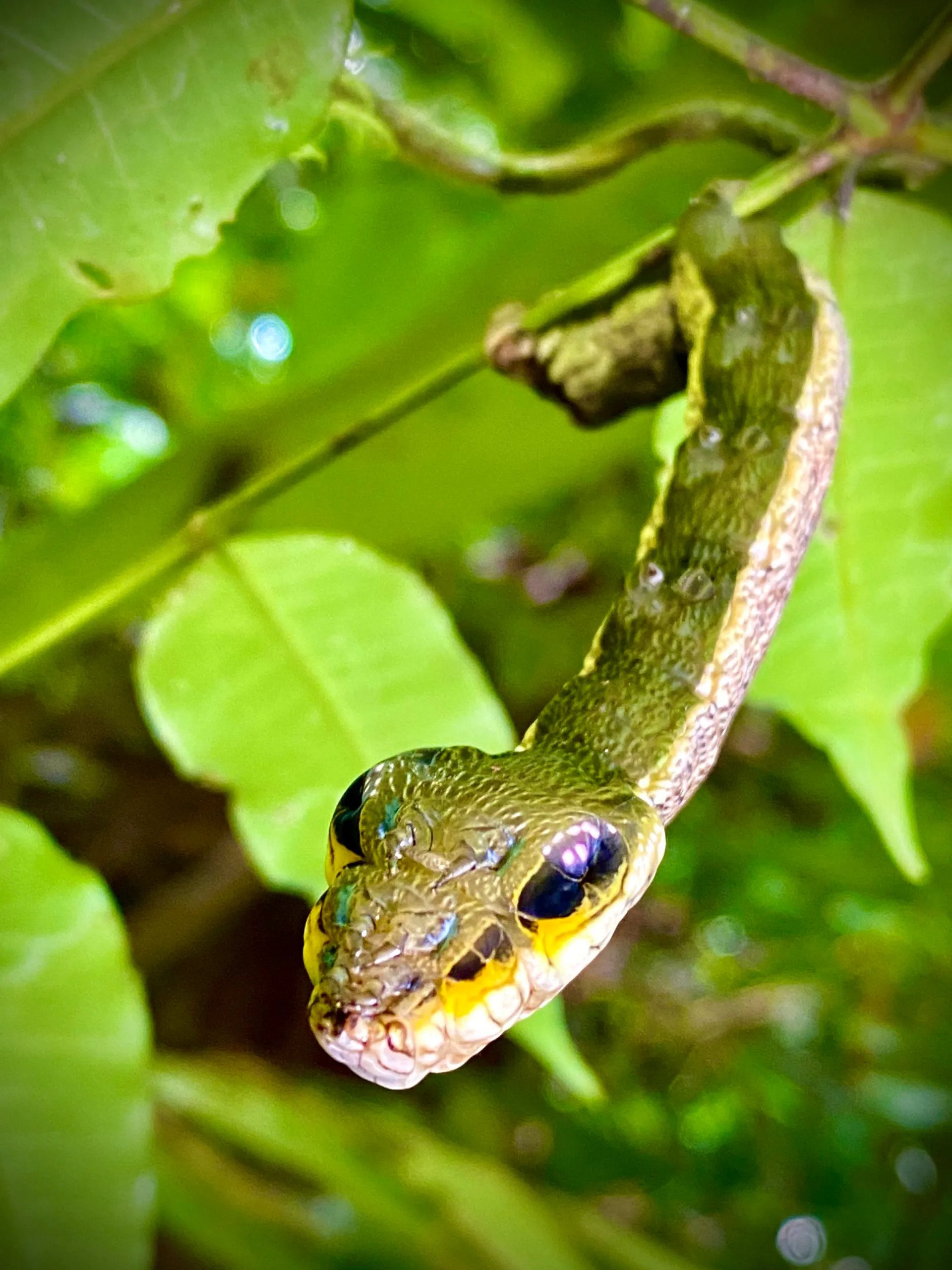 Snake-Mimic Caterpillar - A Caterpillar When Threatened Mimics The Snake Form