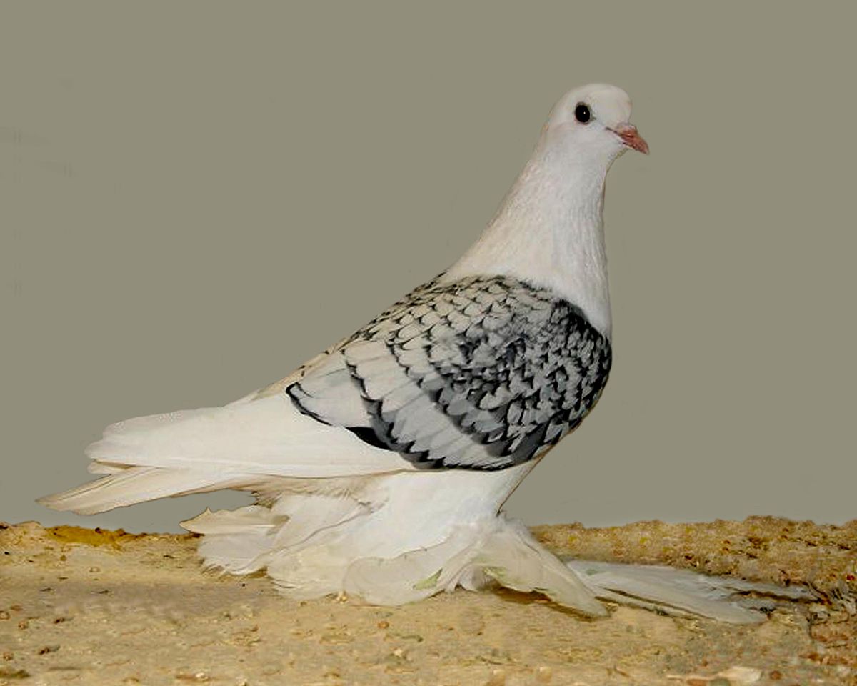 A dark-eyed white-colored ice pigeon has a unique black end lining feathers on its wings and heavily feathered feet and legs. 