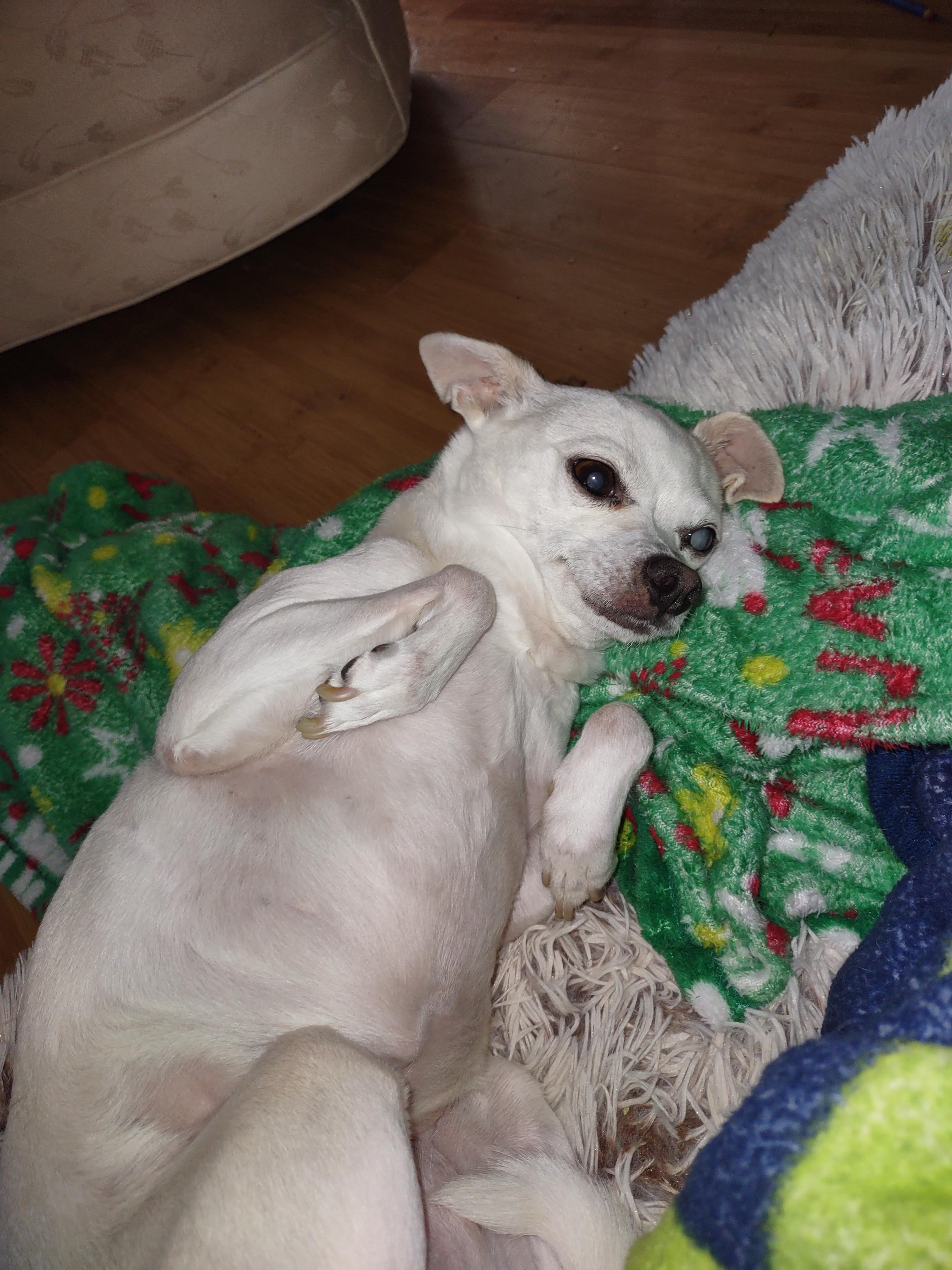 White dog lying on layers of blankets