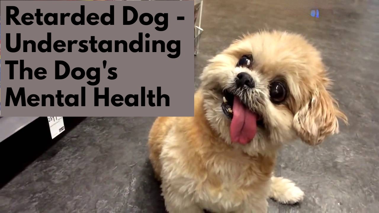 Retarded Dog - Understanding The Dog's Mental Health