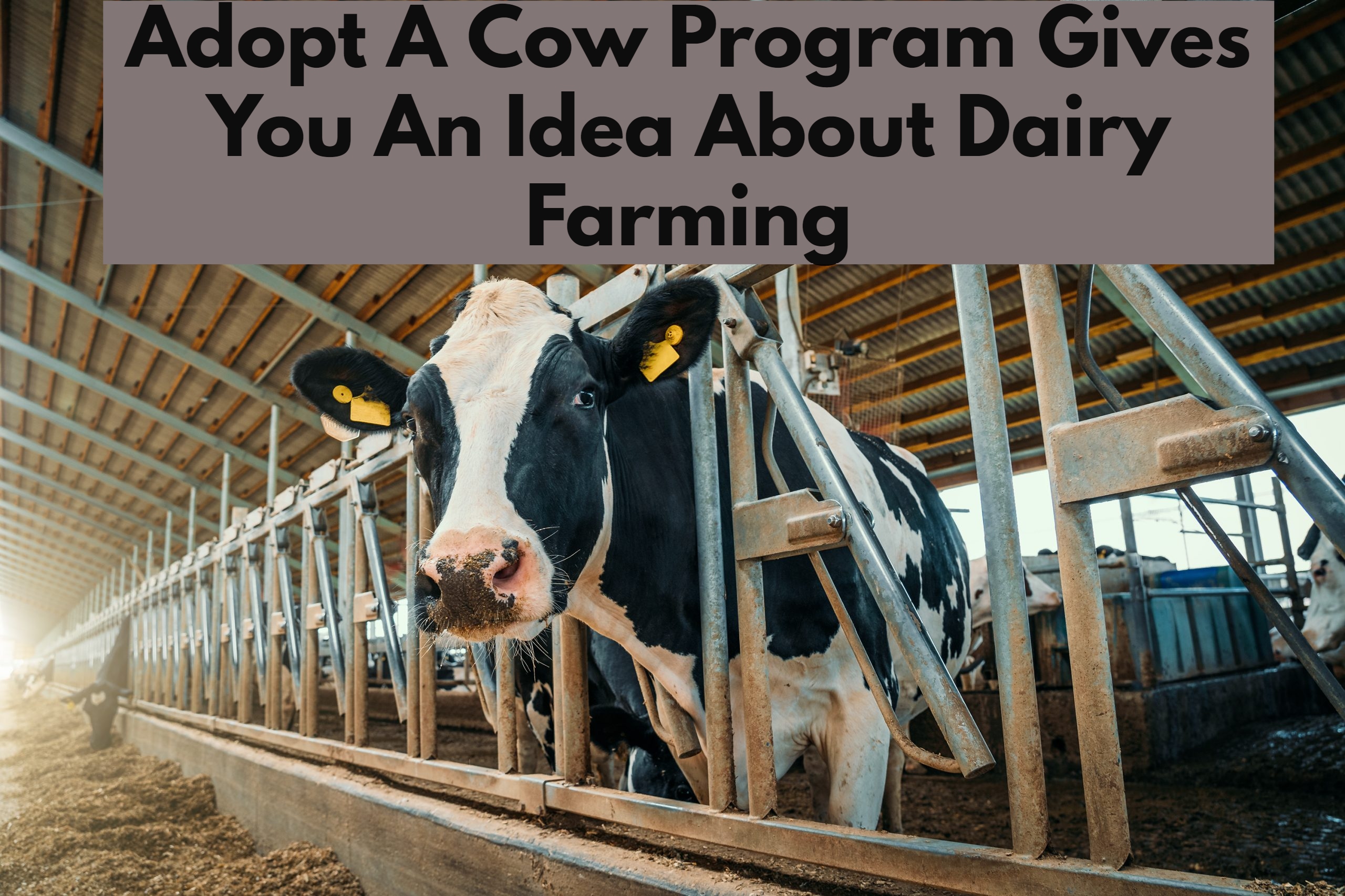 Adopt A Cow Program Gives You An Idea About Dairy Farming