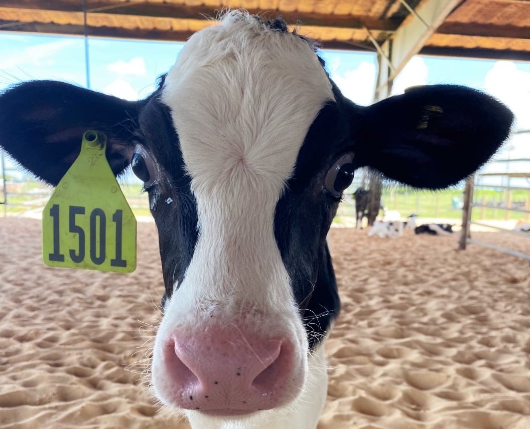 A black and white cow face with pinky nose