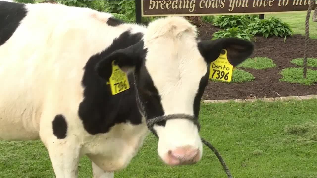 White and black cow in a grass field with yellow tags