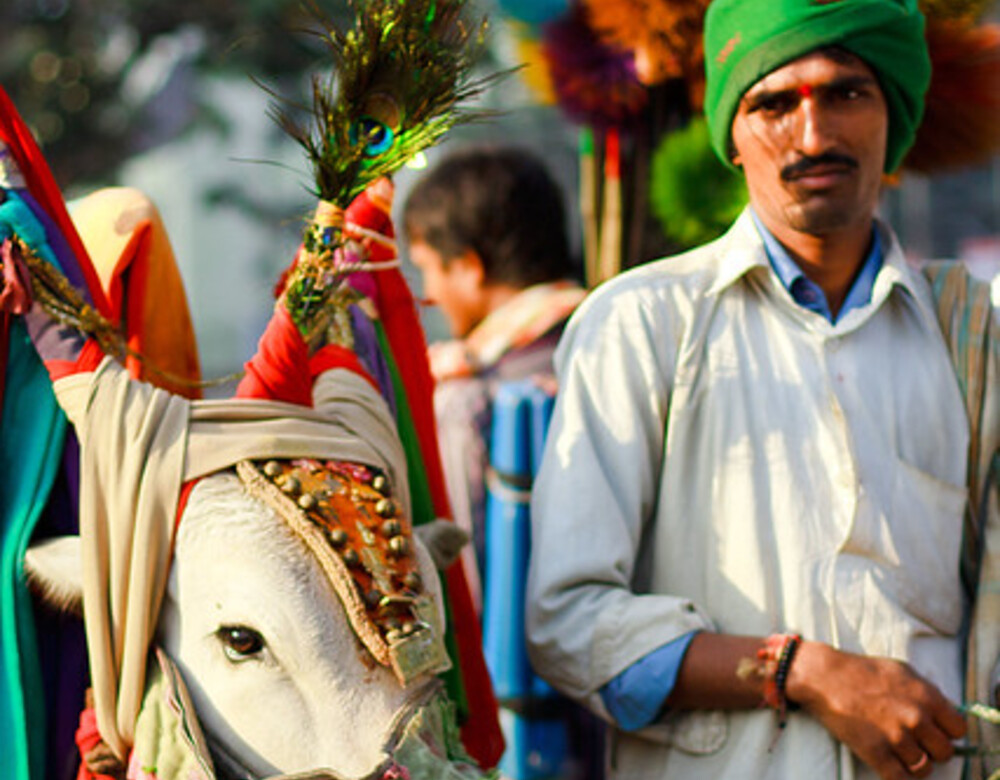 A man and his boom boom cow decorated with jewelries