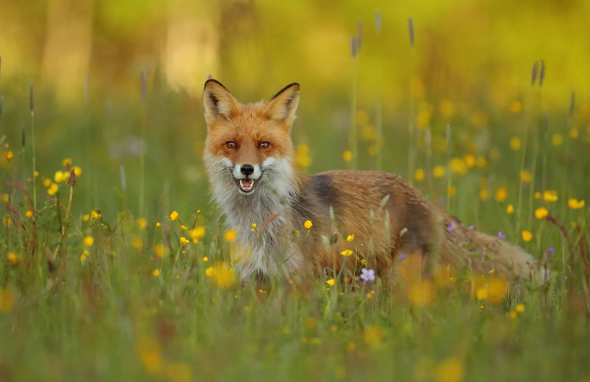 The red fox is staring at the camera and opening its long snouts in the middle of the grassland