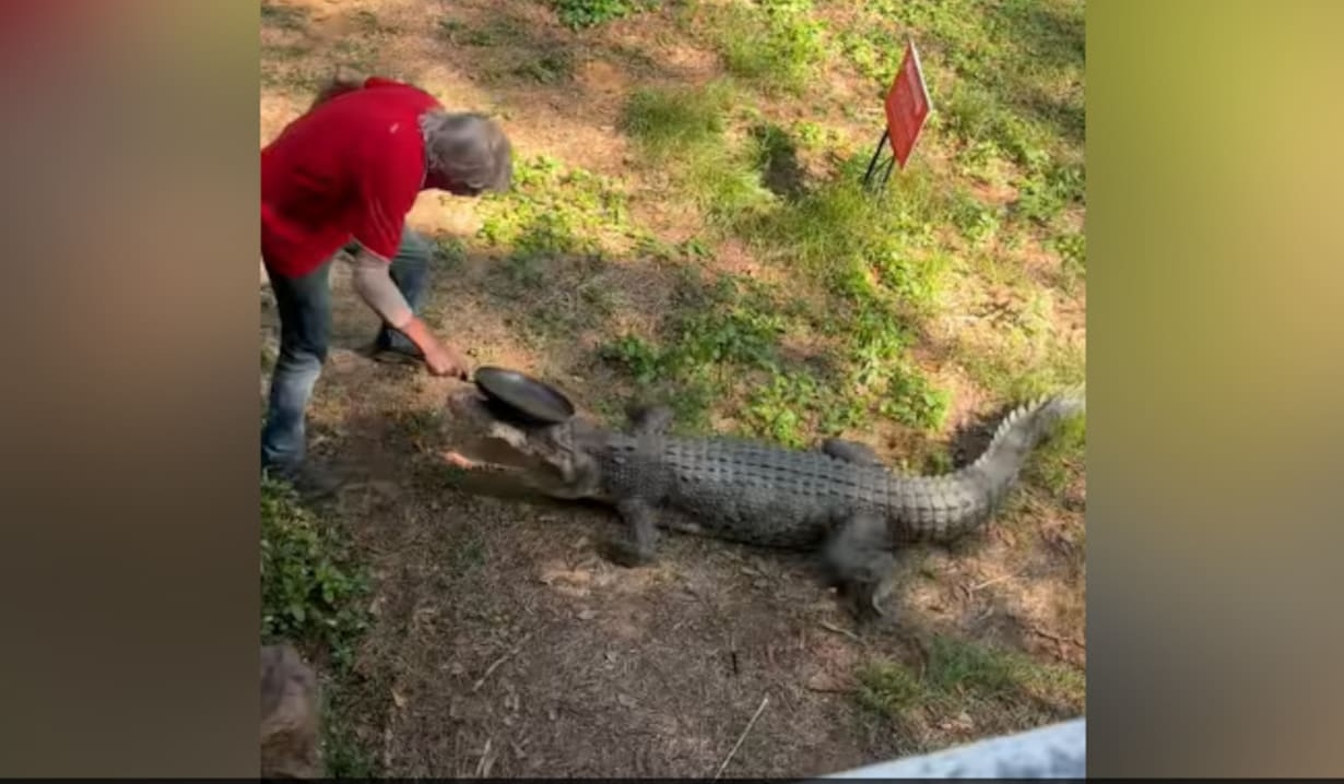 A Man Fights A Crocodile With A Pan