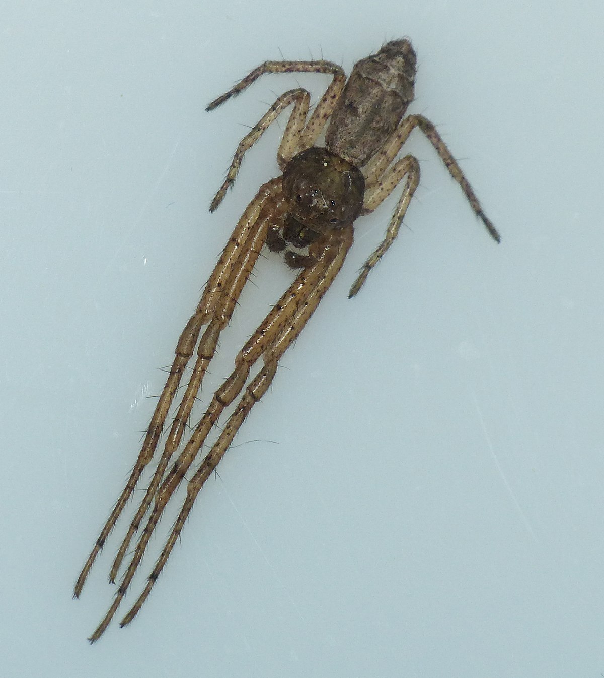 Tmarus angulatus spider on a white surface