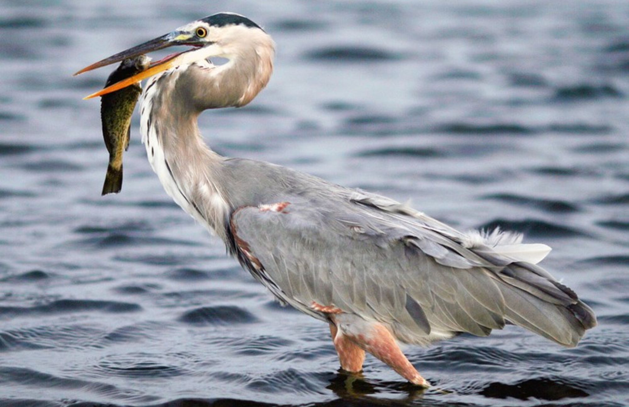 The great blue heron catches a fish on its long beak in the middle of the water