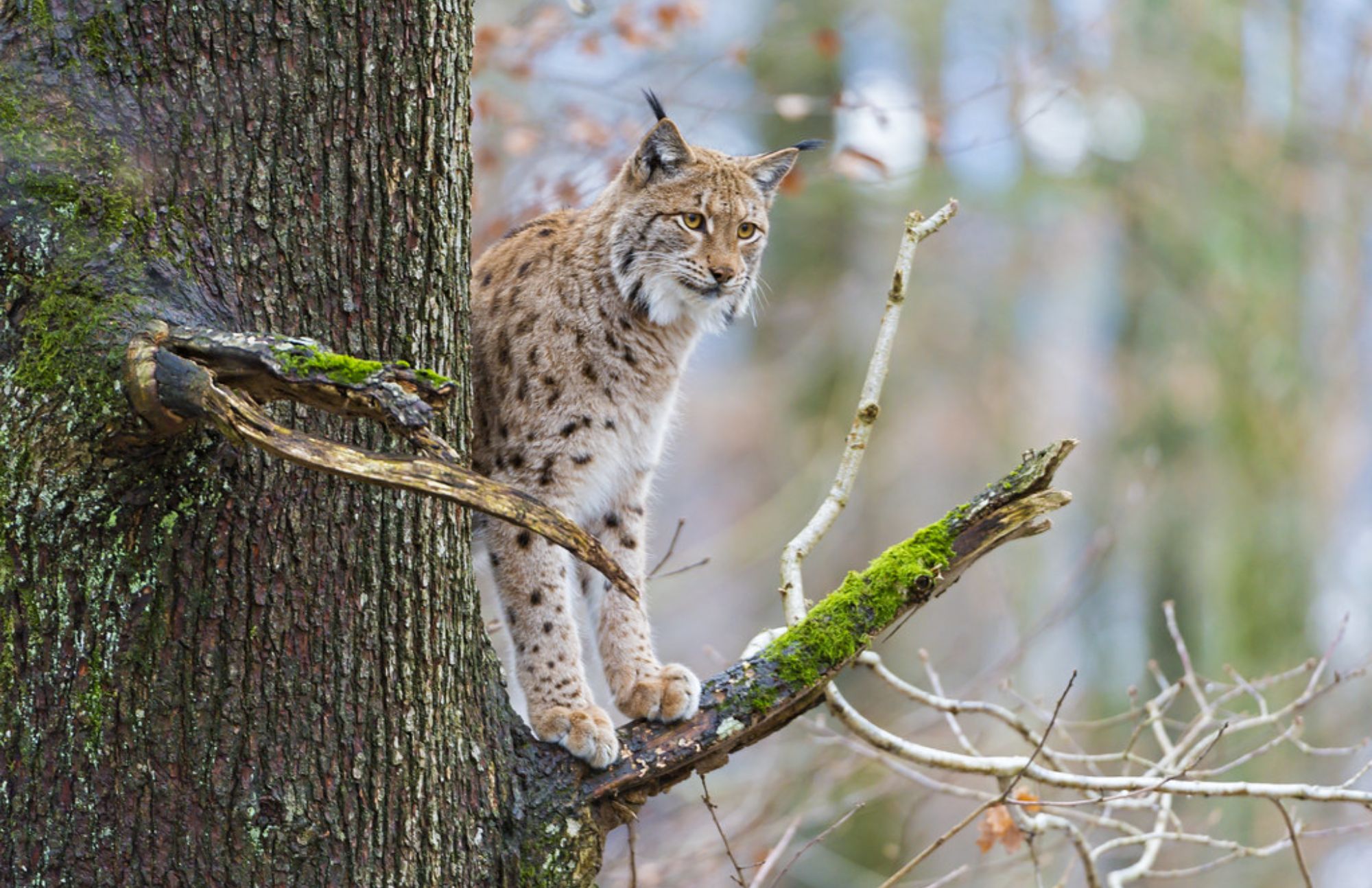 The lynx, which has pointed ears and large paws, is stepping in a branch of a tree