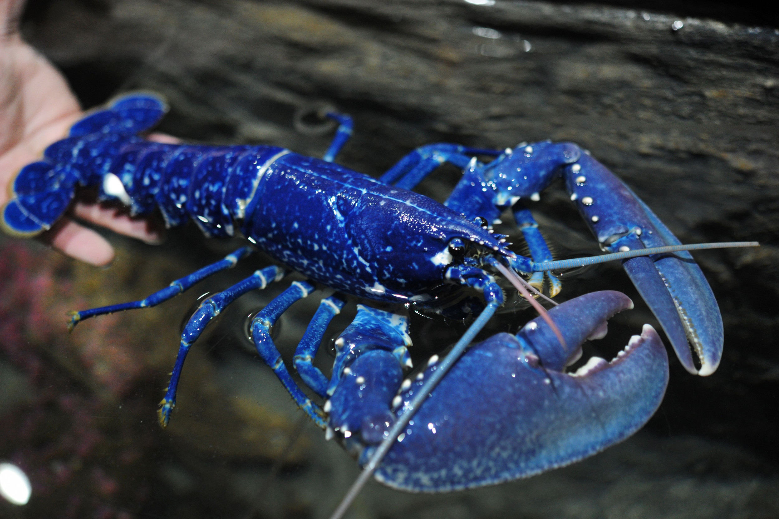 A man holding a blue lobster