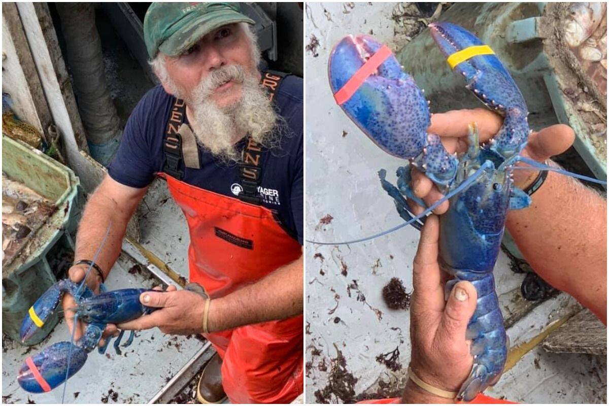 A fisherman holding a blue lobster