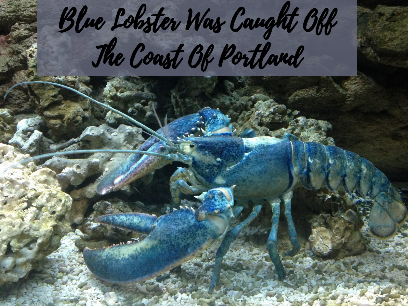 Blue Lobster Was Caught Off The Coast Of Portland But Was Released Back Into The Sea