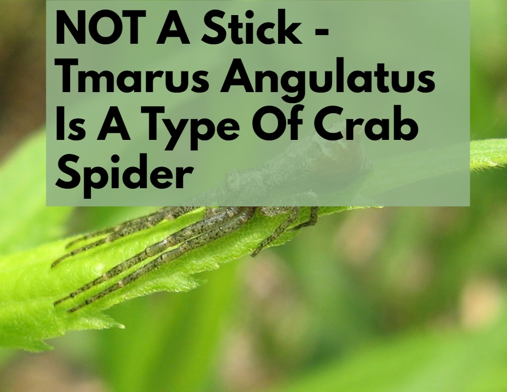 Tmarus Angulatus - Not A Stick But A Type Of Crab Spider