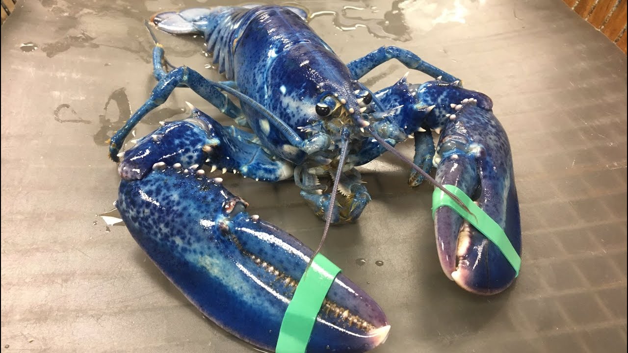 A blue lobster placed on a grey surface