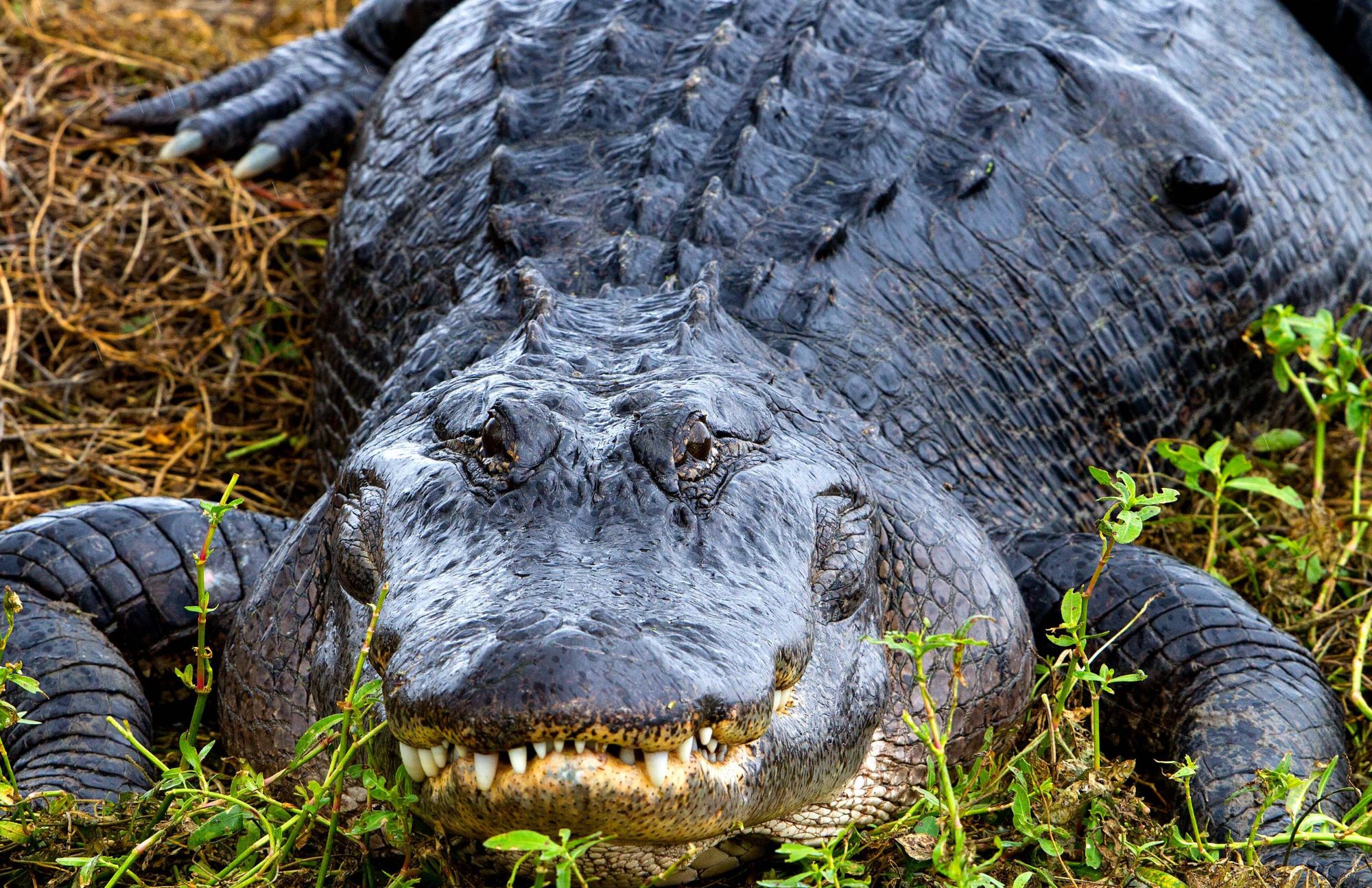 A massive alligator lying in the wet grassland has a long, rounded snout with upward facing nostrils at the end