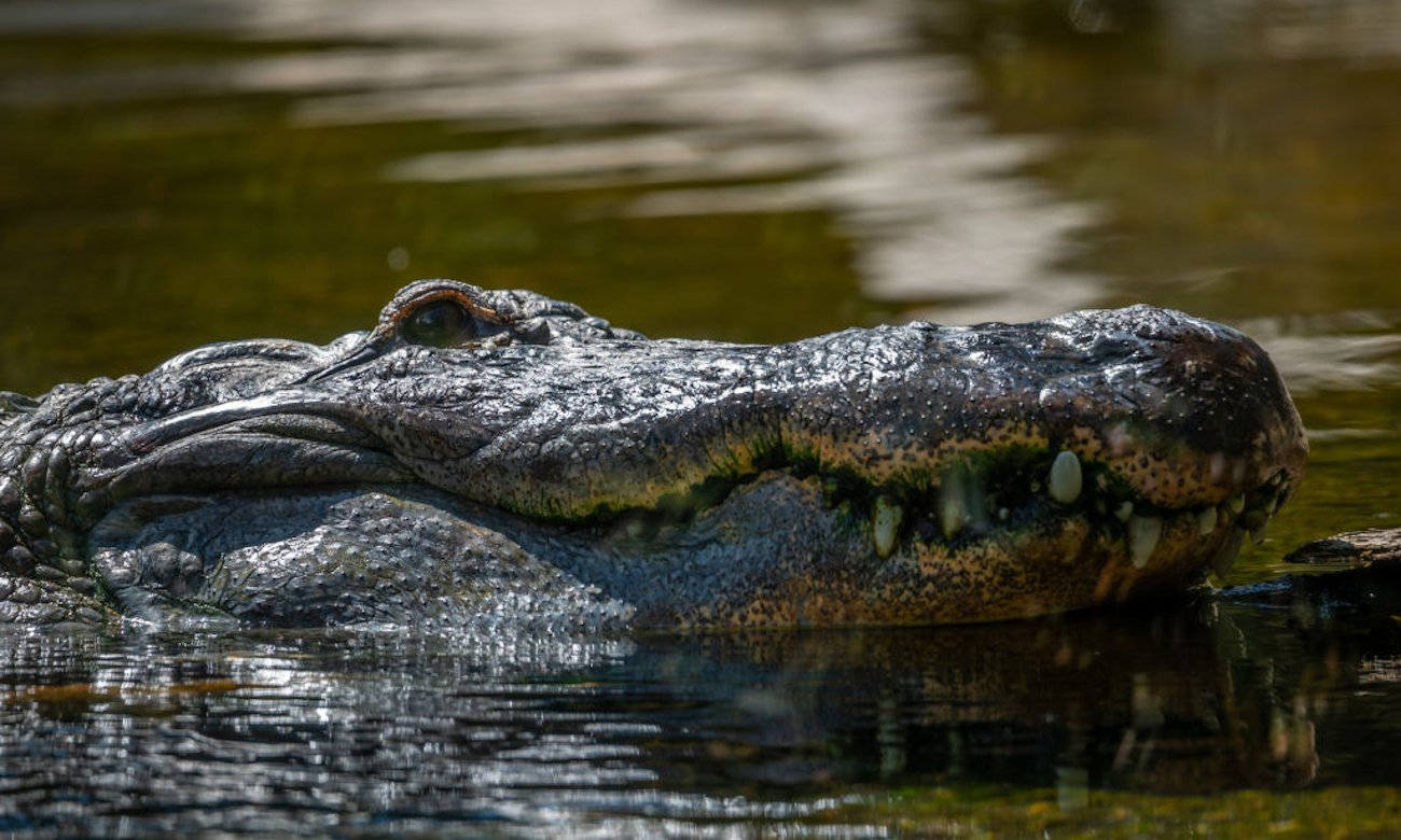 A close up view of the face of crocodile in the lake