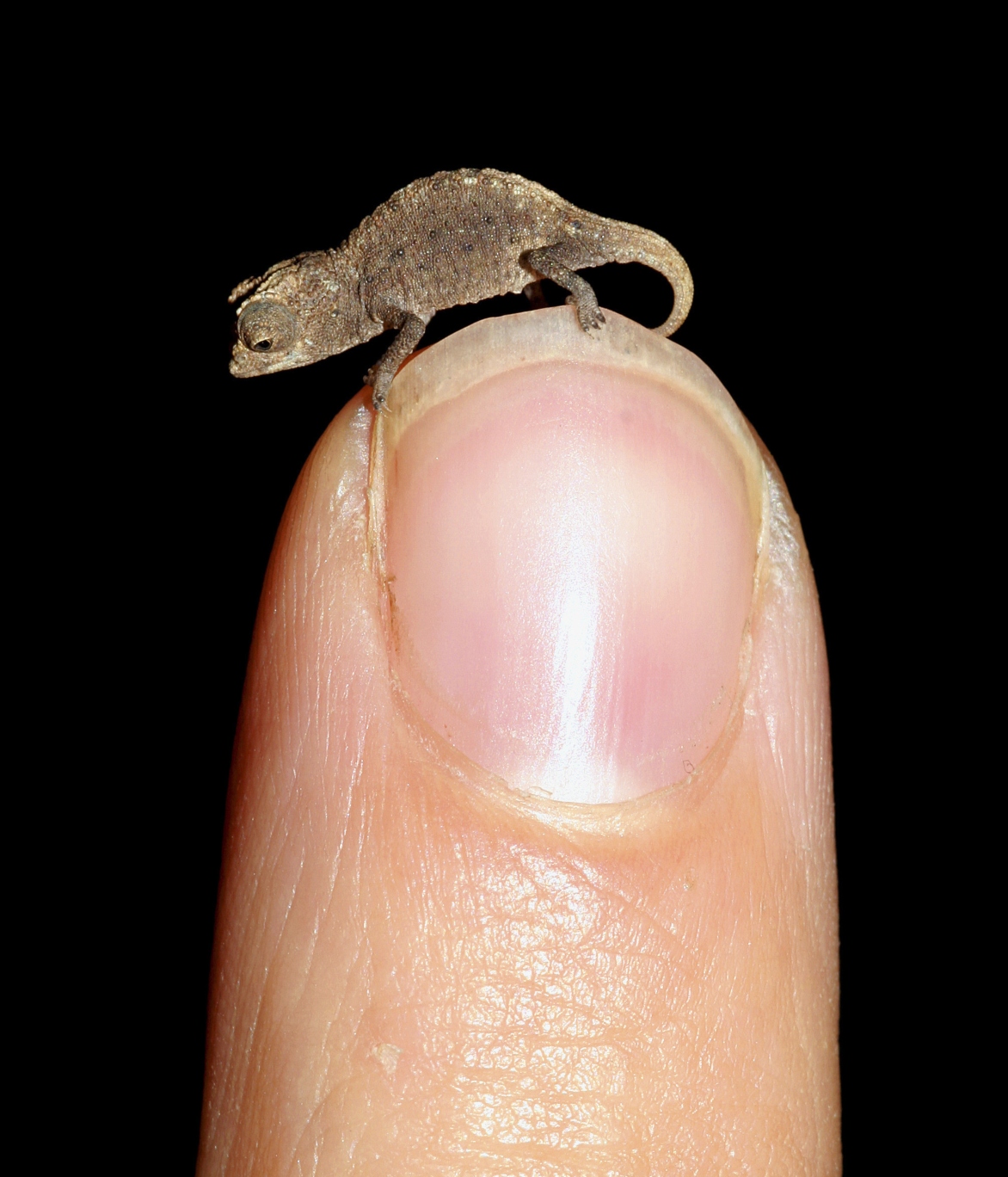 Tiny Brookesia Nana on the finger tip