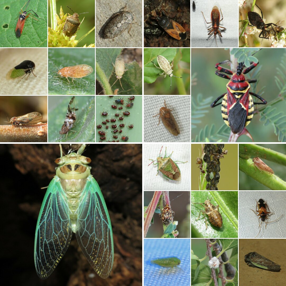 Collage of different species of insects