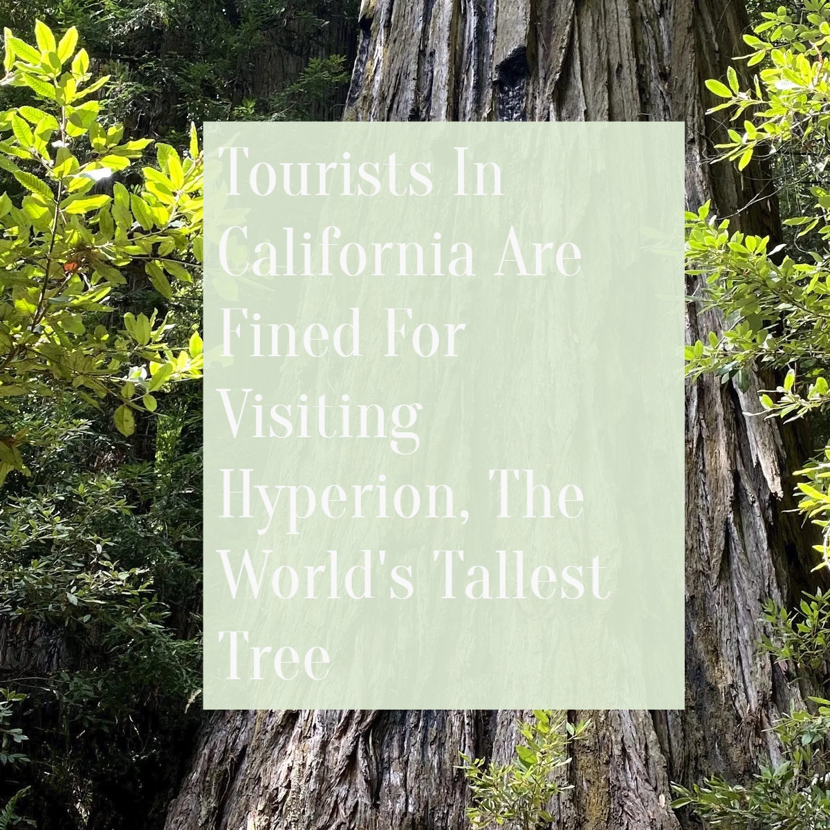 Tourists In California Are Fined For Visiting Hyperion, The World's Tallest Tree
