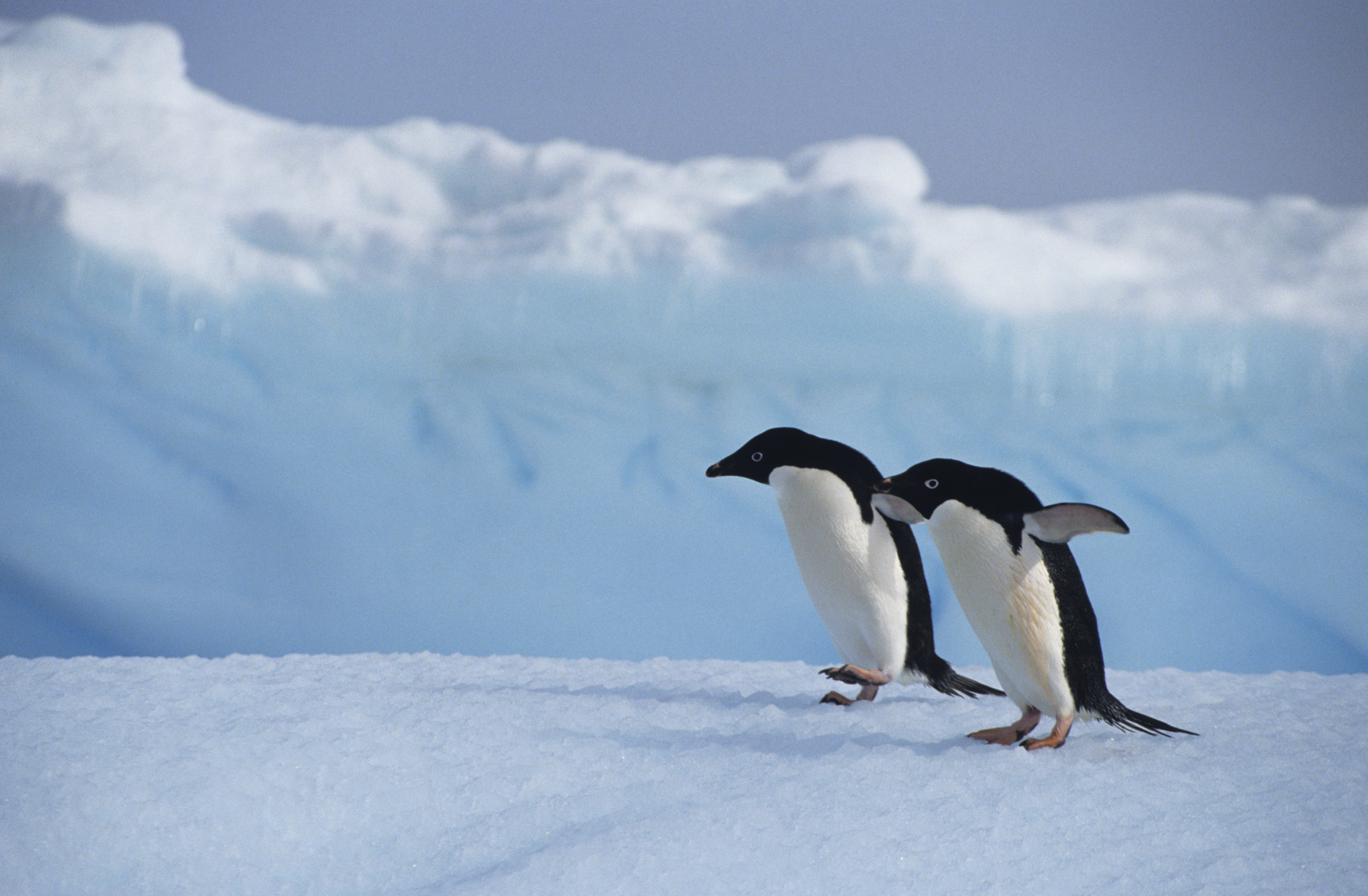 Two penguins walking on ice in Antarctica