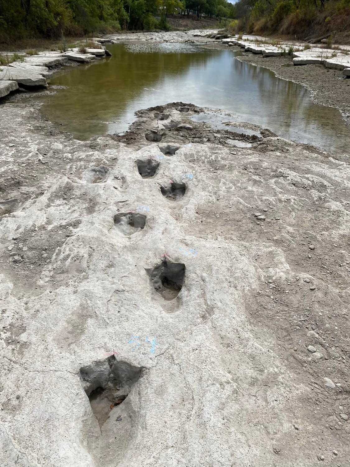 Dinosaur footprints in Texas's dried river