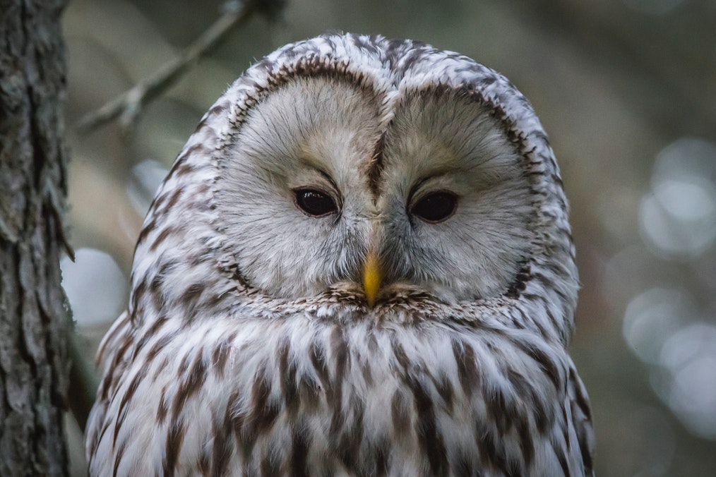 Close Up Of An Grey Ural Owl