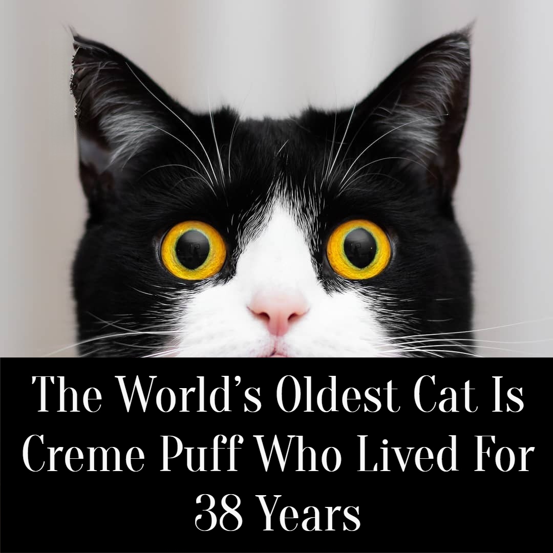 Creme Puff - The World’s Oldest Cat Who Lived For 38 Years