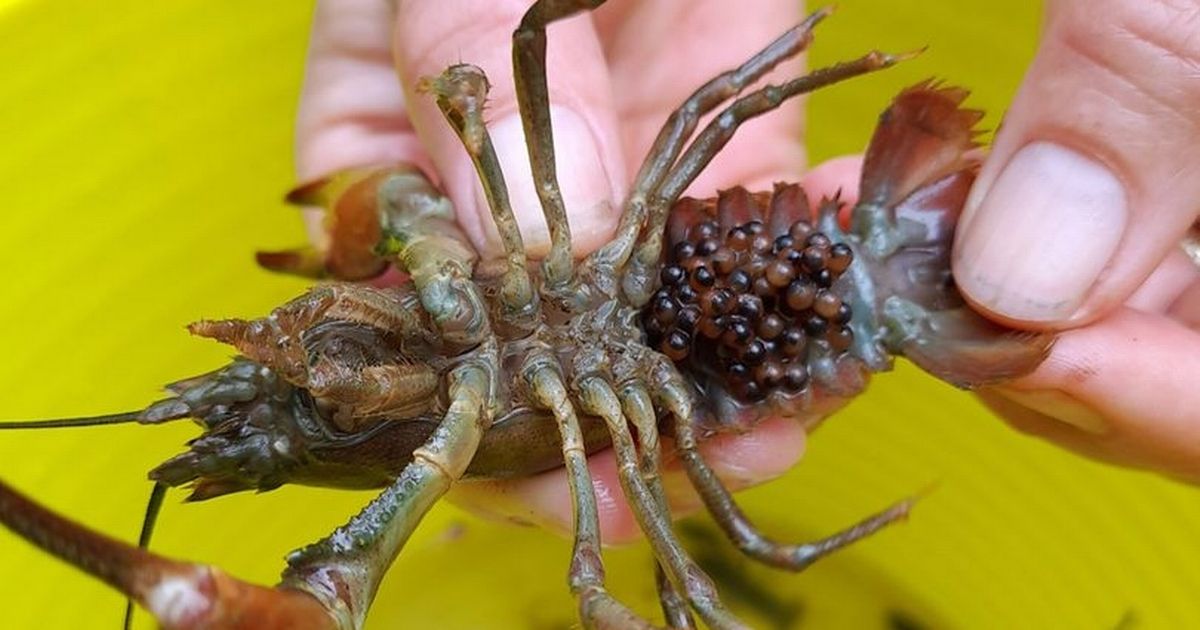 Brits Are Advised To Kill Creepy River Creature 'On Sight' By Stabbing Its Brain