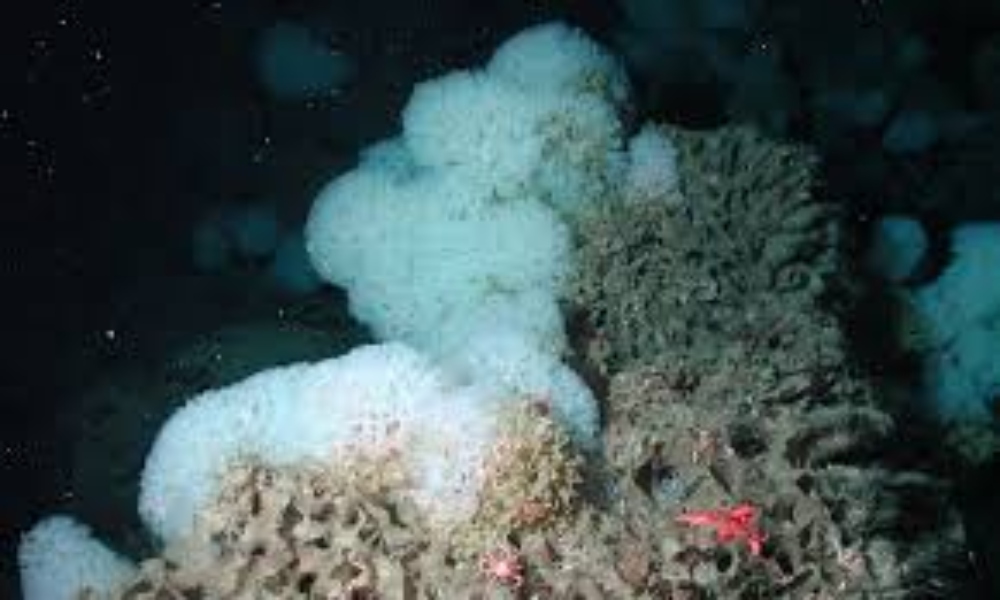 Huge amount of mucus from a sea sponge