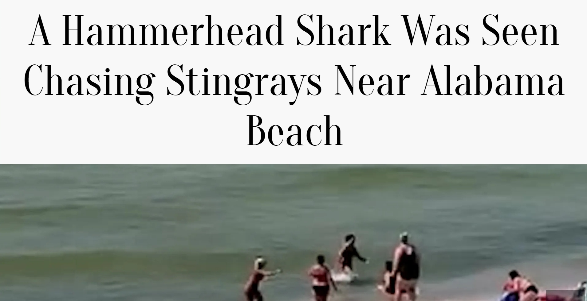 A Hammerhead Shark Was Seen Chasing Stingrays Near Alabama Beach