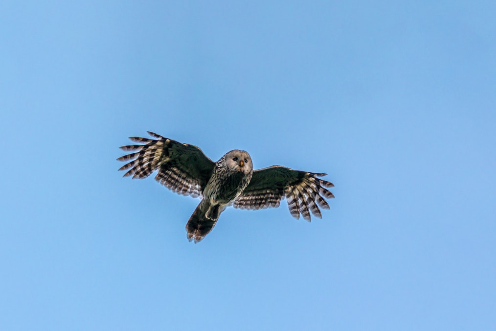 A Ural Owl Flying