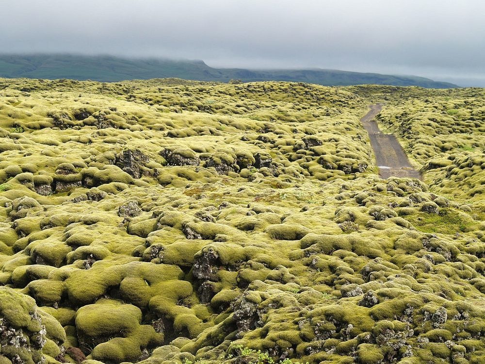 A road passing through the Eldhraun lava field