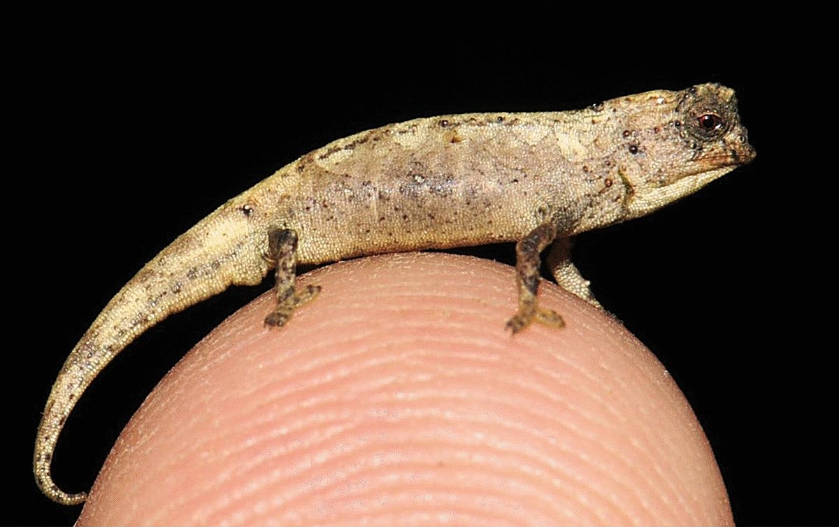 Brookesia Nana - The Tiniest Reptile Ever Known
