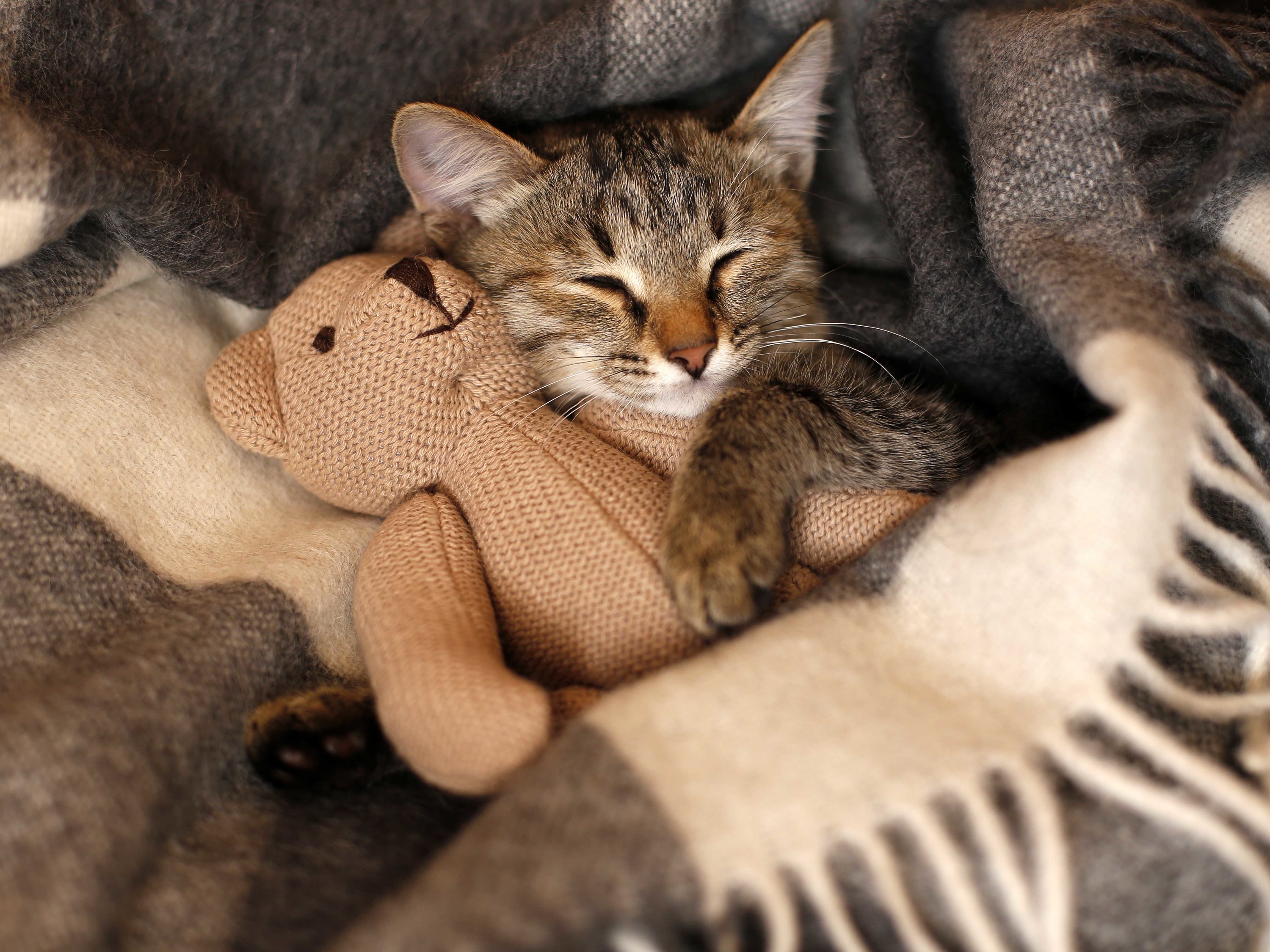 A cute cat holding a teddy bear and resting in a brown and skin blanket 