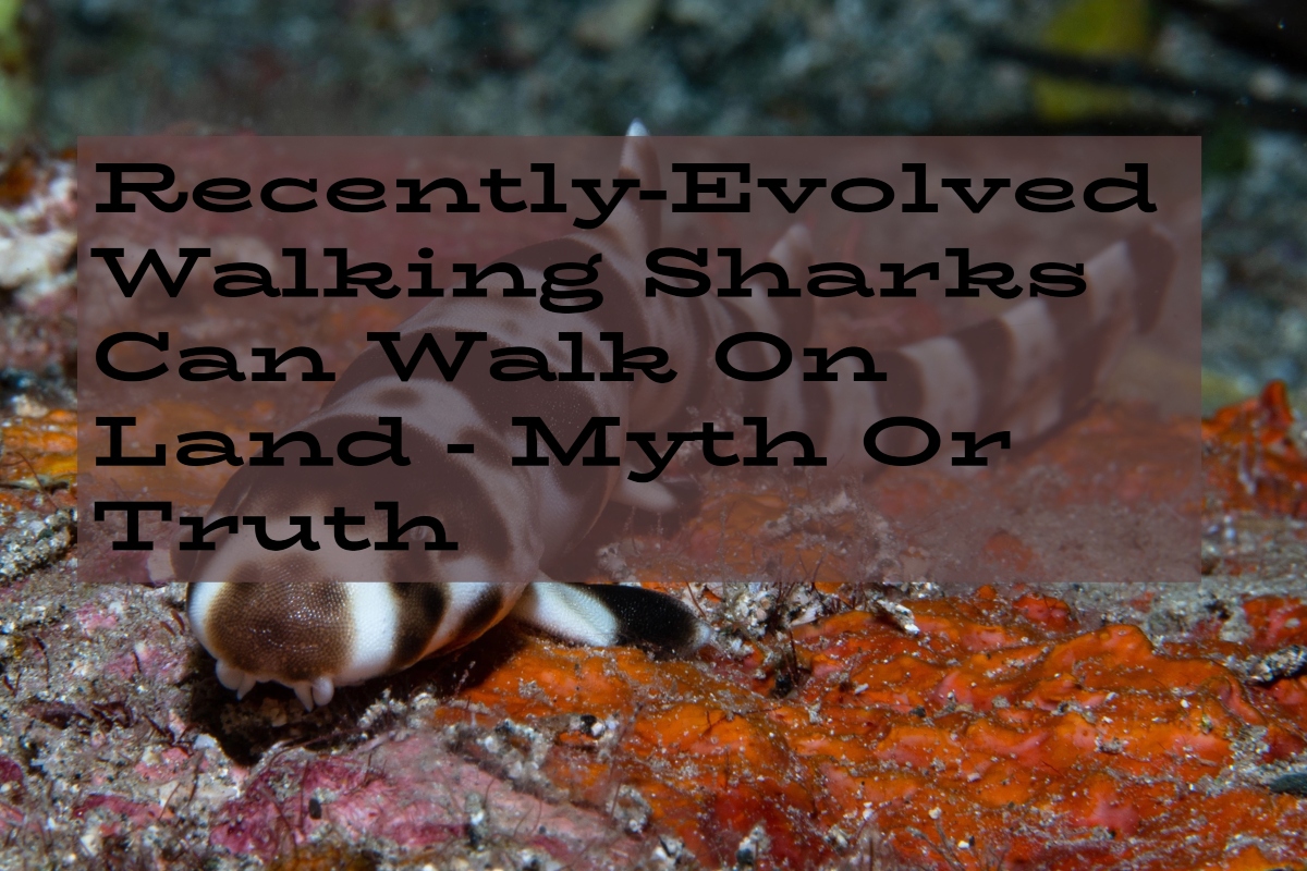 Recently Evolved Walking Sharks Can Walk On Land - Myth Or Truth