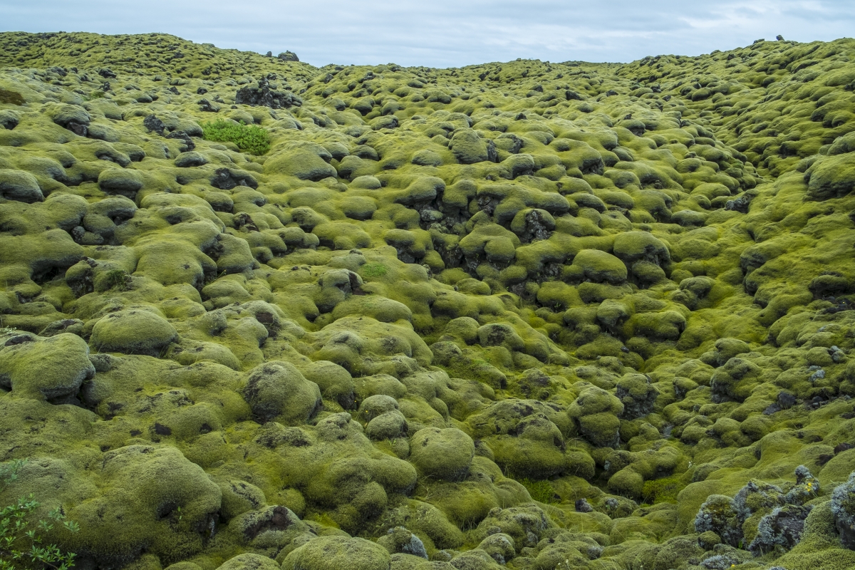 The Mossy Lava Fields Of Iceland - Fairytale Landscape Of Eldhraun