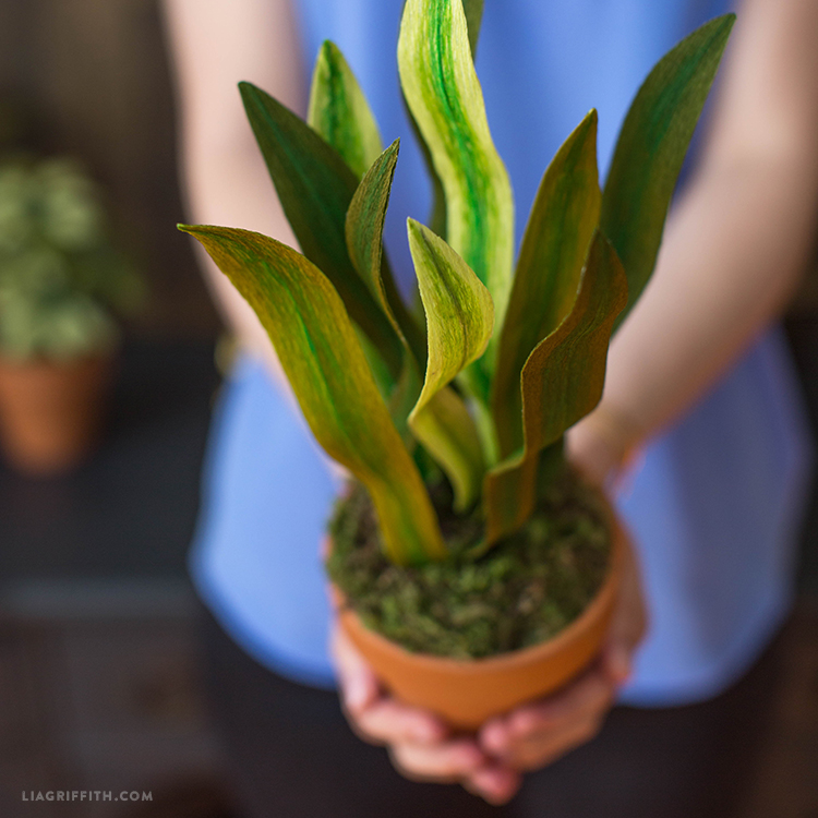 A woman in a blurred background presents an artificial snake plants